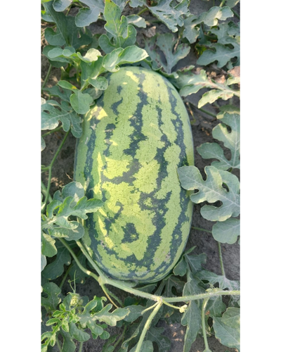 Sagar Supremo F1 Watermelon Seeds