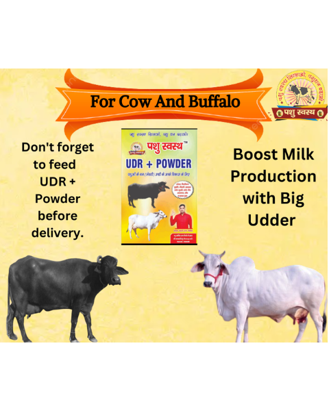 PASHU SVASTH UDR+ POWDER Development Powder for Cow & Buffalo Feed Supplements