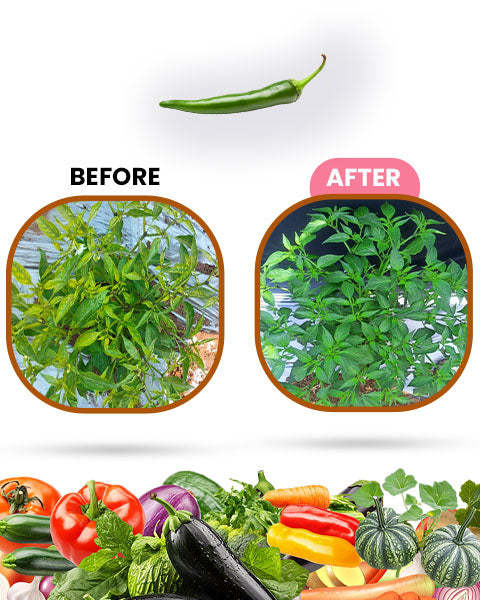 Thrips Raze Bio Insecticide – Organic Insecticide for Farming & Export