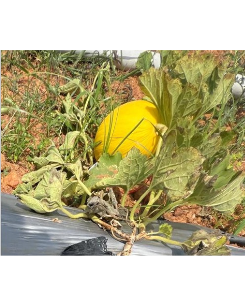 Sagar Jhanvi F1 Muskmelon Seeds