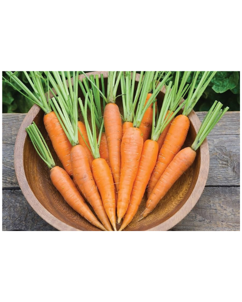 Sagar Kuroda Carrot Seeds