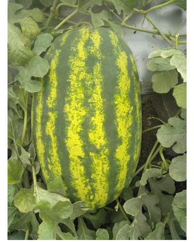 Sagar Supreme F1 Watermelon Seeds