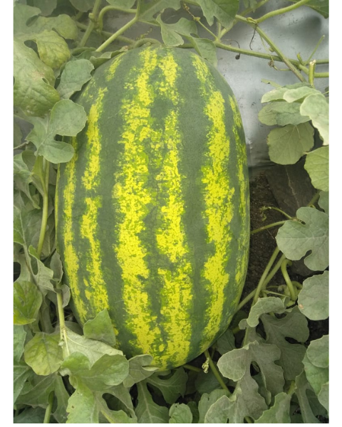 Sagar Supreme F1 Watermelon Seeds