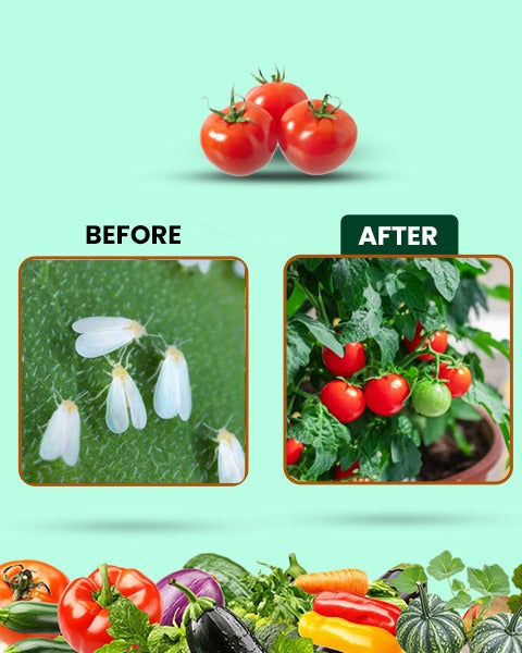 Pesto Raze Bio Pesticide