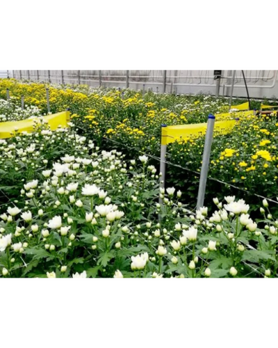 Tapas Yellow Sticky Roll (30cm×100m) - IPM Trap for Whiteflies, Aphids, Jassids & More