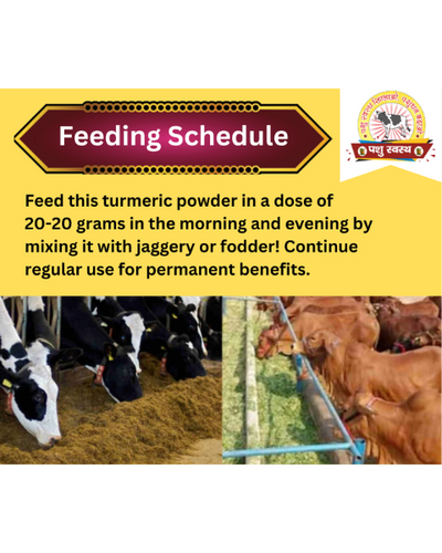 PASHU SVASTH Organic Haldi (Immunity Booster for Animals) Feed Supplements