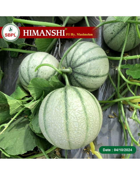 Sagar Himanshi F1 Muskmelon Seeds