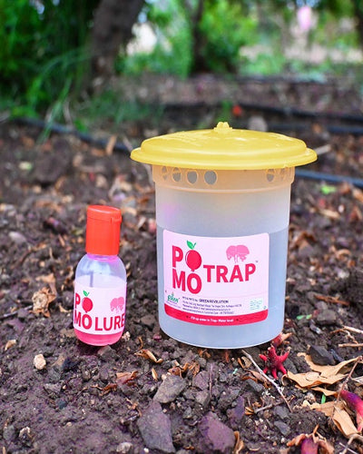 Pomo Trap With Pomo Lure for Pomegranate