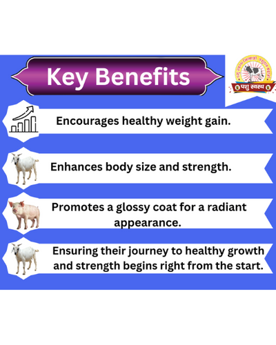 PASHU SVASTH Pig & Goat Growth Powder (Natural Weight Booster) Feed Supplements
