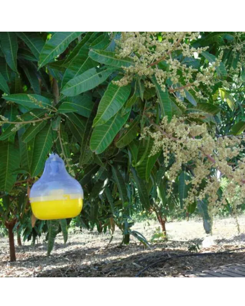 Tapas Fruit Fly Lure – Effective Pest Control in Mango, Guava & More