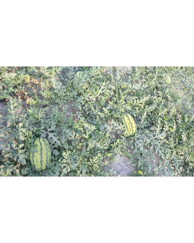 Sagar Supremo F1 Watermelon Seeds