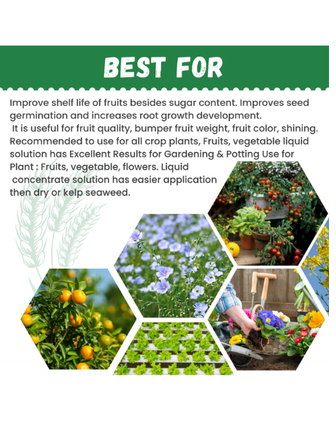 Katyayani Seaweed Extract (Powder) - Fertilizers