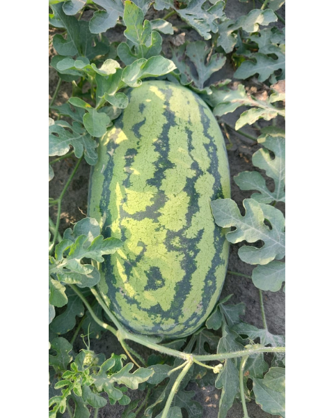 Sagar Supremo F1 Watermelon Seeds