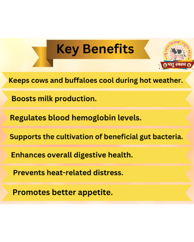 PASHU SVASTH KORI KHAND- increase Milk Production Cattle Care Products