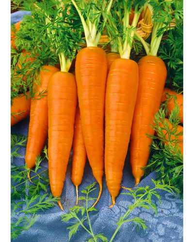 Sagar Kuroda Carrot Seeds