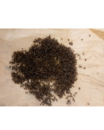 Tapas Fruit Fly Lure – Effective Pest Control in Mango, Guava & More