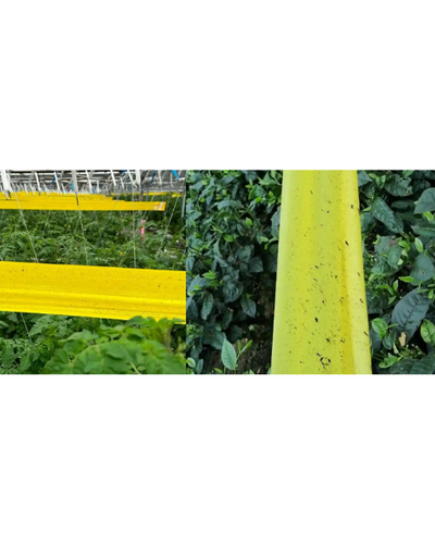 Tapas Yellow Sticky Roll (30cm×100m) - IPM Trap for Whiteflies, Aphids, Jassids & More