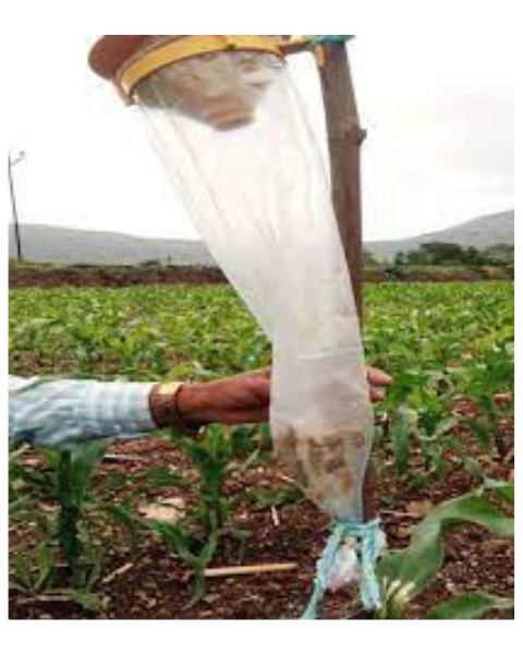Tapas Funnel Trap: Eco-Friendly Pest Control for All Crops