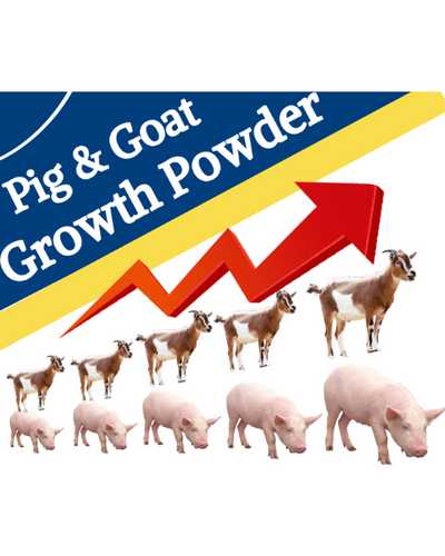 PASHU SVASTH Pig & Goat Growth Powder (Natural Weight Booster) Feed Supplements