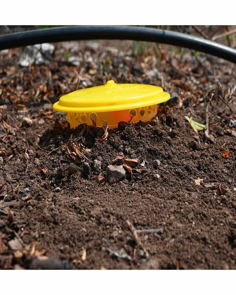Pomo Trap With Pomo Lure for Pomegranate