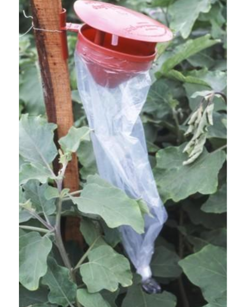 Tapas Funnel Trap: Eco-Friendly Pest Control for All Crops