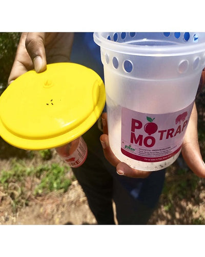 Pomo Trap With Pomo Lure for Pomegranate