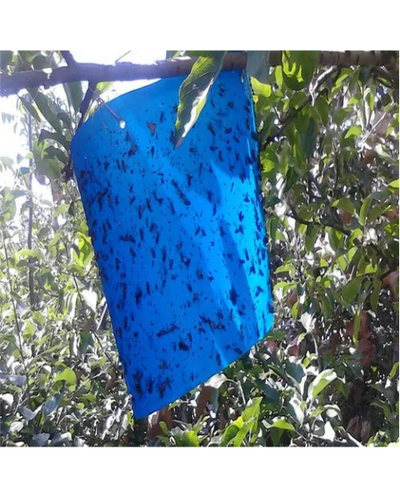 Tapas Blue Sticky Trap (22cm×28cm) for Thrips & Leaf Miner Control in Vegetables and Flowers