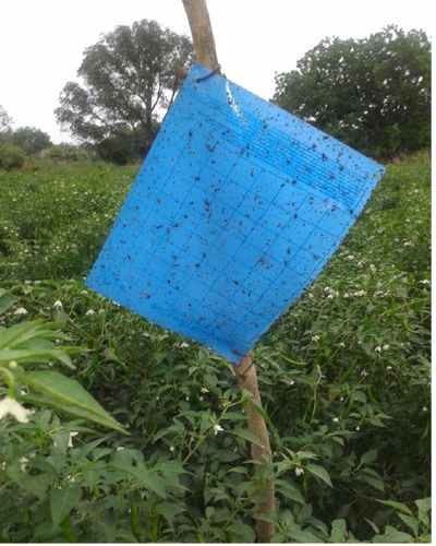 Tapas Blue Sticky Trap (22cm×28cm) for Thrips & Leaf Miner Control in Vegetables and Flowers