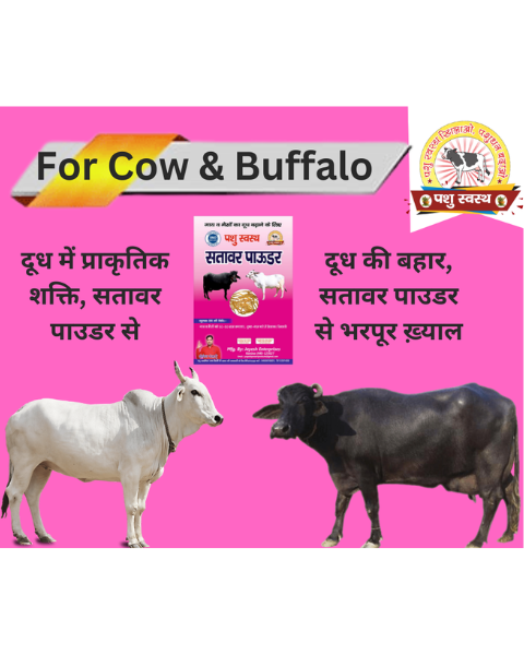 PASHU SVASTH Sitawar Powder (Pure Herbal Boost for Milk Yield) Feed Supplements