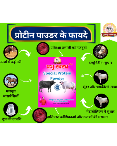 PASHU SVASTH Special Protein Powder (Strength & Stamina Boost) Feed Supplements