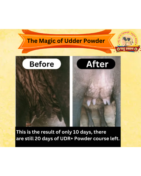 PASHU SVASTH UDR+ POWDER Development Powder for Cow & Buffalo Feed Supplements