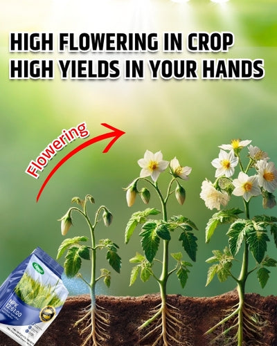 Katyayani NPK 12:61:00 Fertilizers