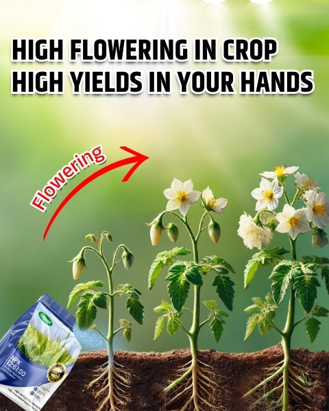 Katyayani NPK 12:61:00 Fertilizers