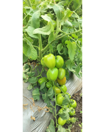 Sagar Shivam F1 Tomato Seeds