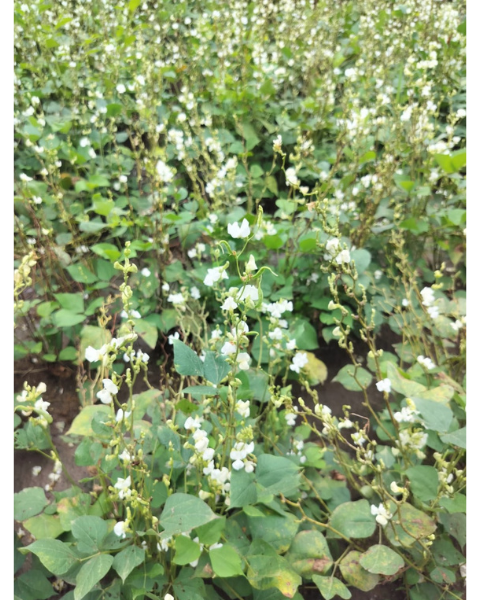 Sagar -5 F1 Val Papdi Bean Seeds