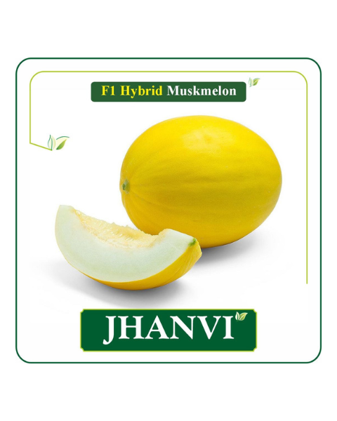 Sagar Jhanvi F1 Muskmelon Seeds