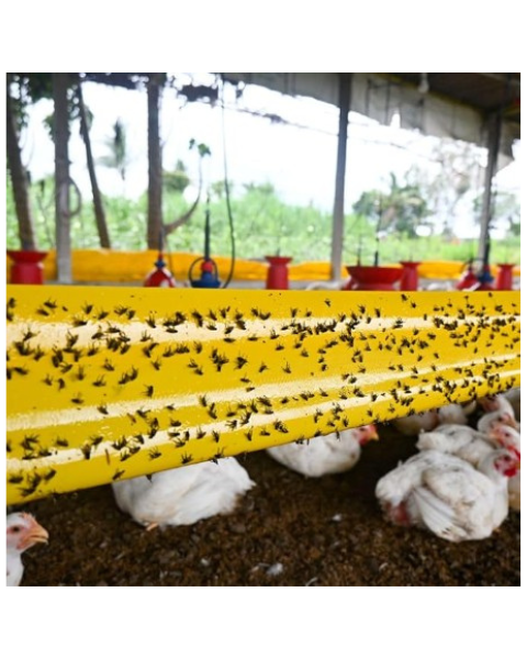 Tapas Yellow Sticky Roll (30cm×100m) - IPM Trap for Whiteflies, Aphids, Jassids & More