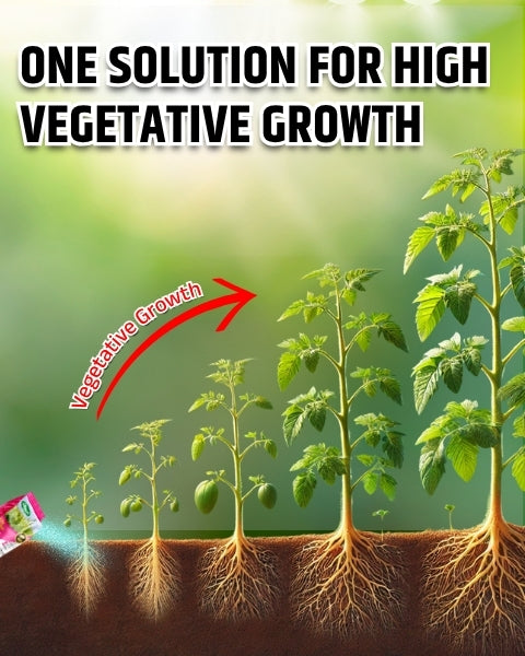 Katyayani NPK 19:19:19 – Water Soluble Fertilizer for All Crops