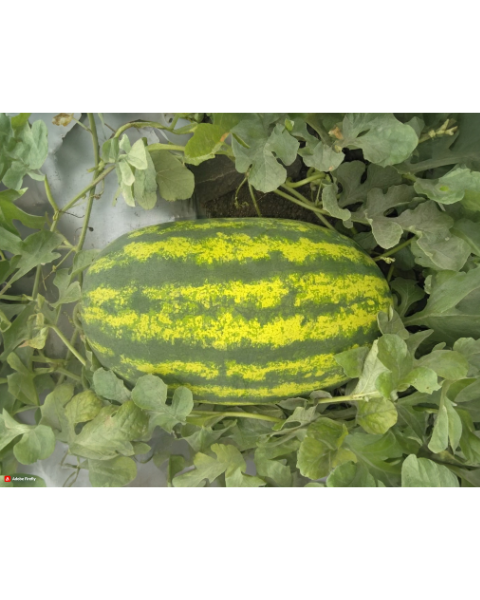 Sagar Supreme F1 Watermelon Seeds