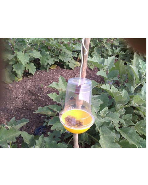 Tapas Fruit Fly Trap & Lure – Effective IPM Solution for Fruit Fly Control