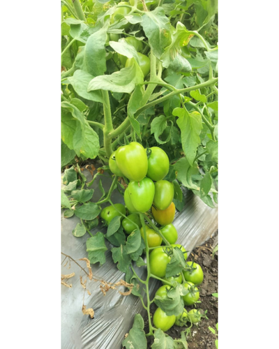 Sagar Sarthak F1 Tomato Seeds