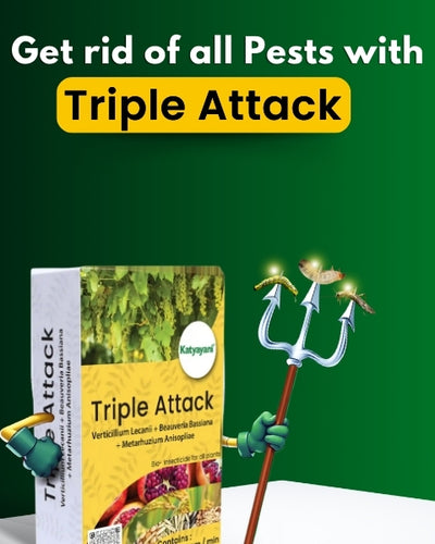 Katyayani Triple Attack Powder (Verticillium Lecanii + Beauveria Bassiana + Metarhizium Anisopliae) Bio Insecticides