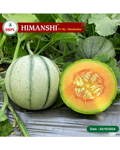 Sagar Himanshi F1 Muskmelon Seeds