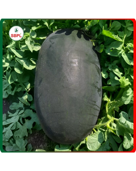 Sagar Shaktimaan F1 Hybrid Watermelon Seeds