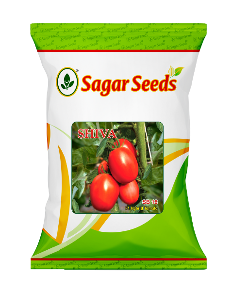 Sagar Shiva F1 Tomato