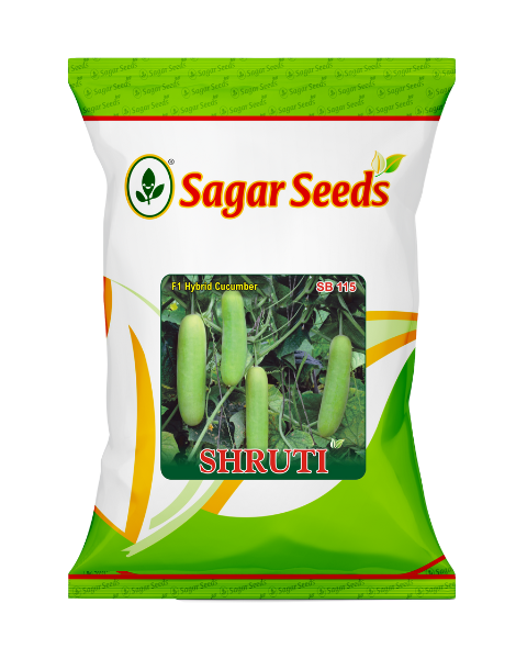 Sagar Shruti F1 Cucumber