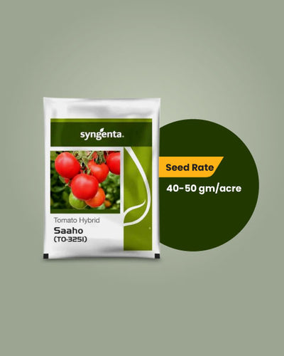 SAAHO TOMATO SEEDS [TO-3251]