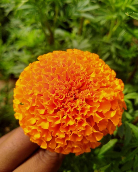 Sagar Satvam F1 Marigold