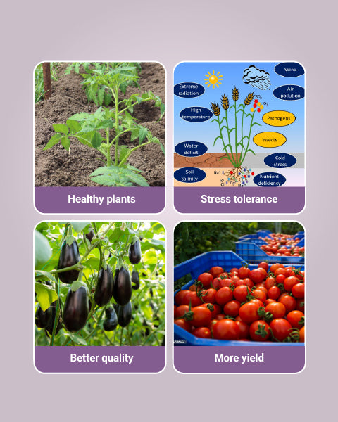 TAREEF - PLANT GROWTH REGULATOR