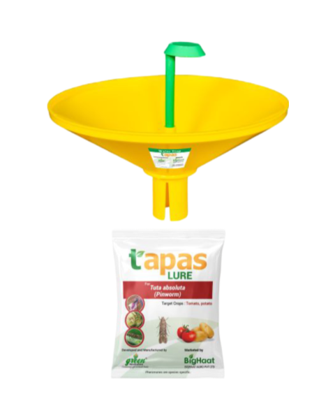 TAPAS WATER TRAP WITH TU-TOM LURE FOR (TUTA ABSOLUTA) COMBO